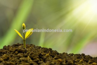 Belanja Online, Belanja Pertanian, Toko Online, Pertanian Indonesia, Harga Murah